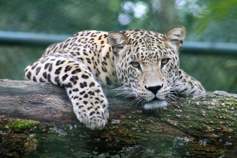 Leopard Trails