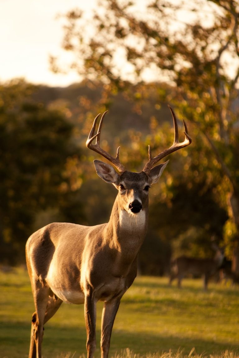 Mountain Gazelle